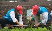 学思践悟二十大   “青田”劳动添秀色